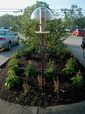 Parking Lot Garden 1